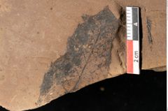 Foto (Detailansicht) von Sphaeria mediterranea Ettingshausen (NHMW-GEO-2024-0188-0024)